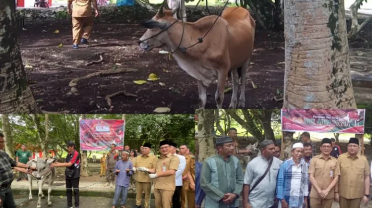 Iduladha 1447 H, Pemkab Minut Salurkan Bantuan 9 Hewan Qurban