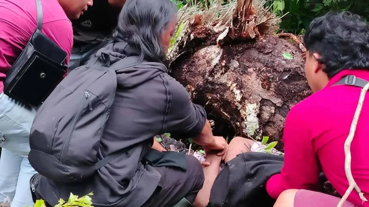 Pohon Tumbang di Mitra, Dua Warga Minggal Dunia