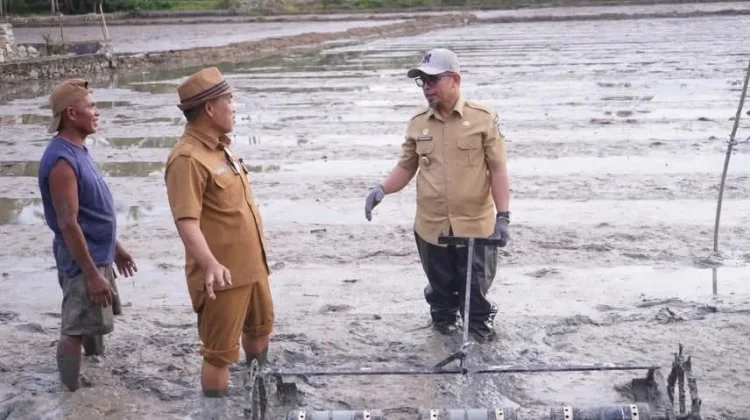 Bupati Boltara Melakukan Penanaman Benih Padi Sistem Tabela