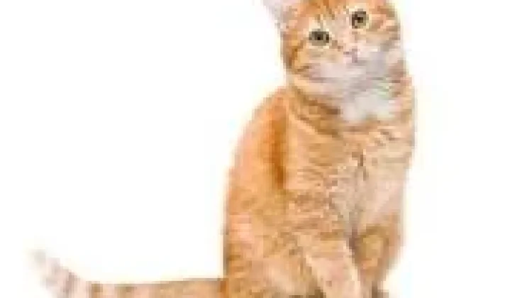 Ternyata, Kucing Punya Daya Tarik yang Sulit Dijelaskan