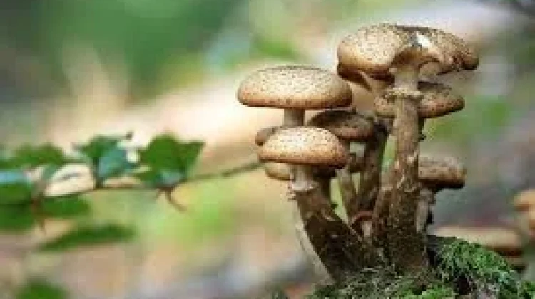 Kandungan Nutrisi Jamur Merang dan Manfaatnya untuk Tubuh