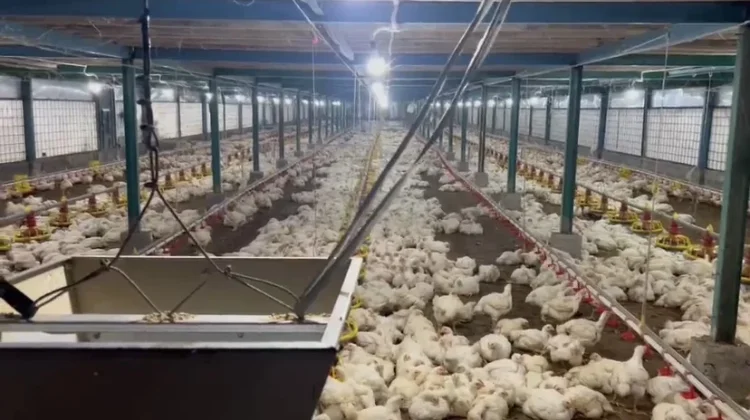 Warga Protes Kandang Ayam di  Perum Warembungan, Operasional Stop 10 Hari