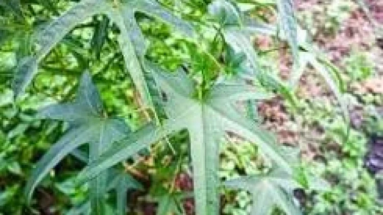 4 Manfaat Daun Gedi untuk Kesehatan