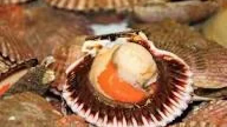 Kerang Simping, Protein Laut Kaya Khasiat untuk Hidup Lebih Sehat