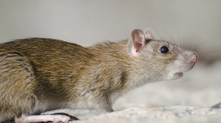 Begini kata Dokter Karakteristik Bahaya Hantavirus