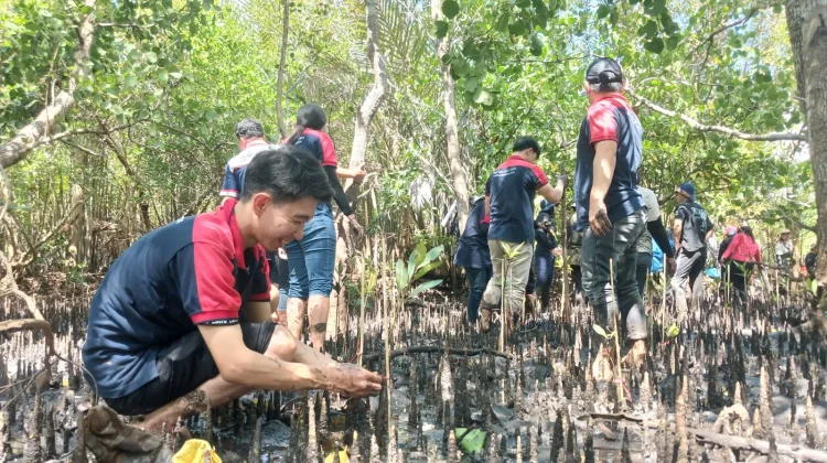 Alfamidi Tanam 1.000 Mangrove di Sarawet, Wujud Kepedulian Bagi Masyarakat Pesisir