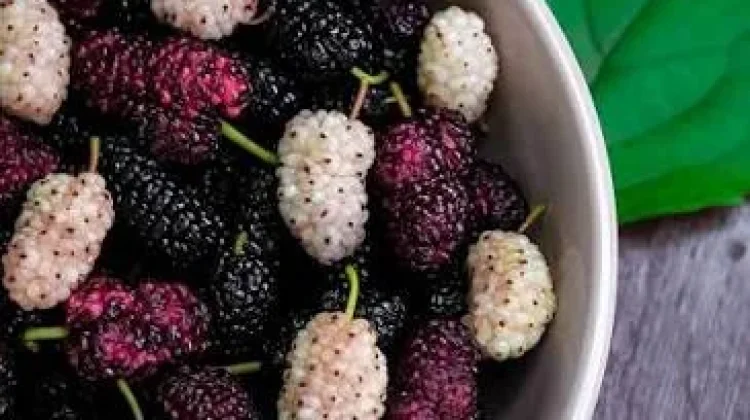 Kaya Antioksidan dan Vitamin C Alasan Murbei Baik untuk Tubuh