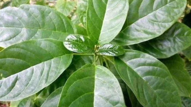 Daun Leilem Miliki Potensi Manfaat Bagi Kesehatan Tubuh