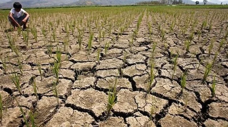 Hadapi Kemarau 2026, Kementan Siapkan Jurus Jaga Produksi Pangan