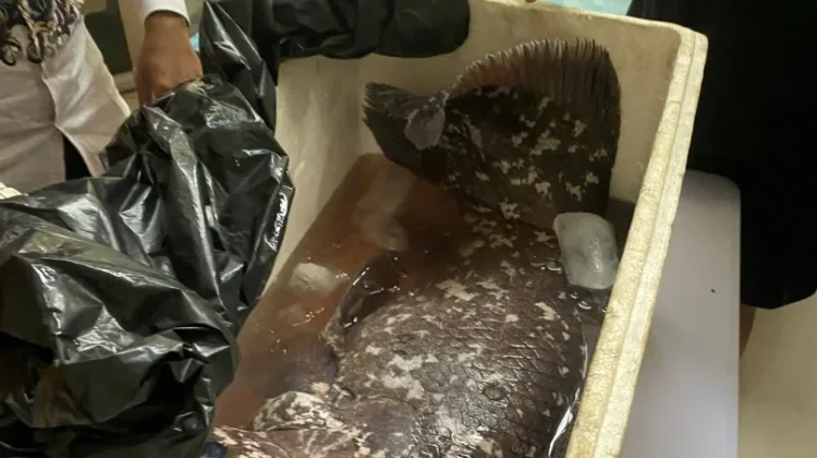Balai TN Bunaken Tangani Penemuan Coelacanth di Pulau Siladen