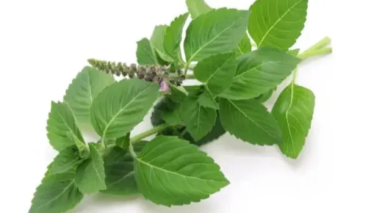 Daun Tulsi Berpotensi Dukung Berbagai Manfaat bagi Kesehatan