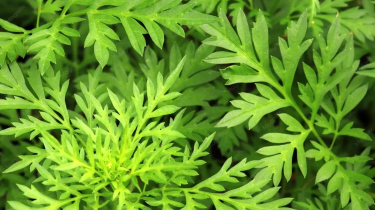 Daun Kenikir Berpotensi Lindungi Tubuh dari Berbagai Penyakit