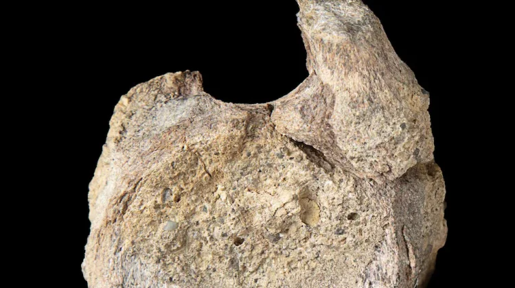 Fosil Dinosaurus Langka Antartika Ditemukan Tersimpan di Dalam Laci