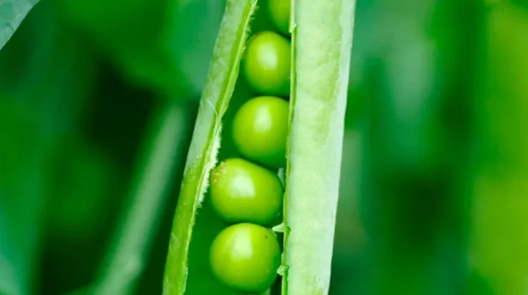 Kacang Polong: Si Kecil Kaya Nutrisi