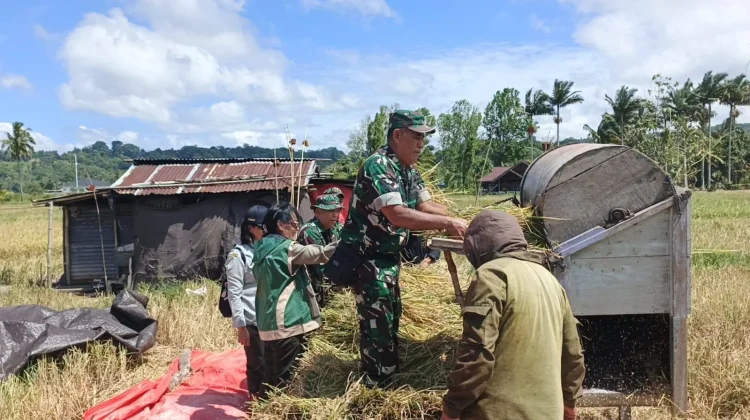 Babinsa Koramil Tondano Dampingi Panen Padi, Dukung Swasembada Pangan di Minahasa