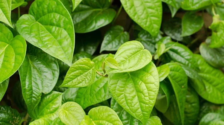 Daun Sirih, Solusi Herbal untuk Mendukung Kesehatan Tubuh