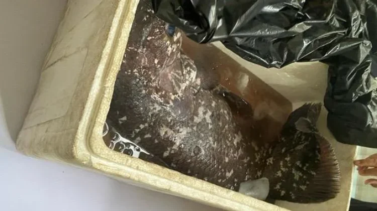 Penelitian Temuan Ikan Purba Coelacanth Bunaken Tunggu Arahan Pemprov Sulut