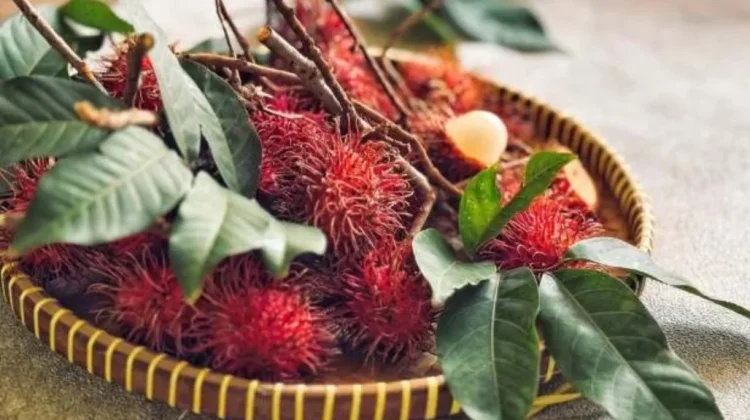 Manfaat Buah Rambutan Binjai Bagi Kesehatan Tubuh