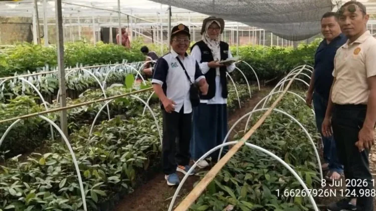 BRMP Sulut Dampingi Verifikasi Bibit Pala di Minahasa Utara