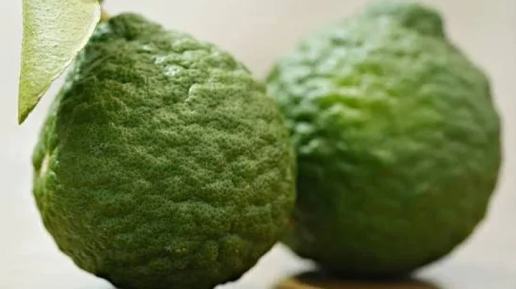 Jeruk Purut, Si Hijau Kecil dengan Kandungan Nutrisi yang Besar