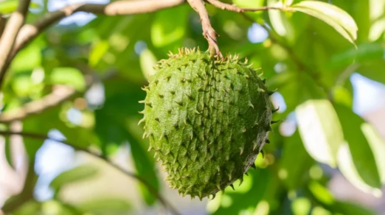 Manfaat Buah Sirsak Untuk Kesehatan Tubuh