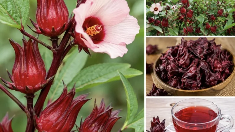 Rosella: Tanaman Herbal dengan Segudang Khasiat