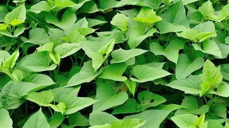 Daun Ubi Jalar, Sumber Nutrisi Alami untuk Pola Hidup Sehat