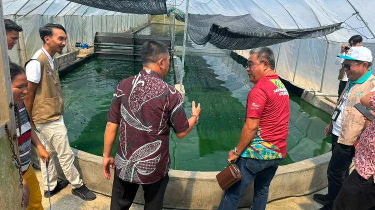 PLN UP3 Manado Perkuat Ketahanan Pangan Lokal lewat Program Budidaya & Spirulina