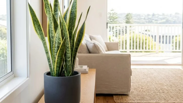 Snake Plant, Tanaman Hias Elegan yang Cocok di Segala Ruangan