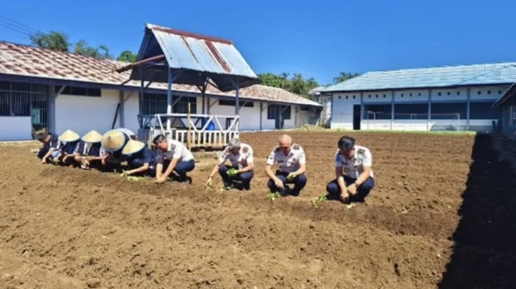 Pemanfaatan Lahan Produktif, LPKA Kelas II Tomohon Tanam Sayur Pakcoy