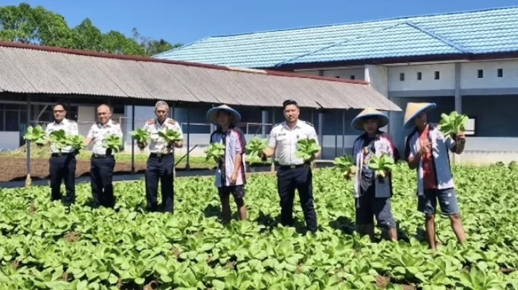LPKA Kelas II Tomohon Panen Sayur Pakcoy