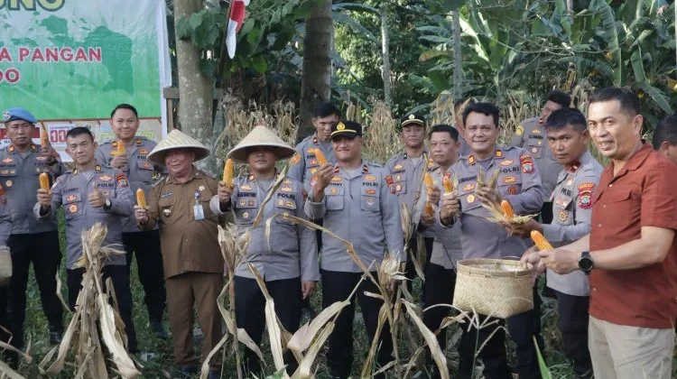 Dukung Program Swasembada Pangan, Polresta Manado Gelar Panen Jagung di Desa Sea