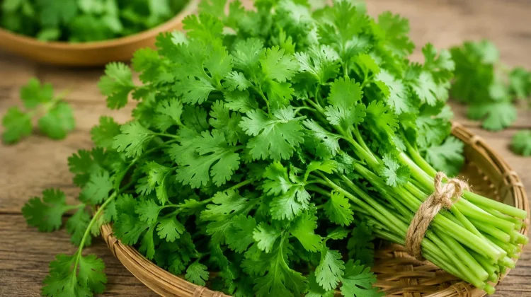 Daun Ketumbar: Kecil Bentuknya, Besar Manfaatnya
