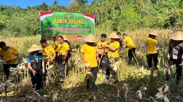 Polresta Manado Panen Jagung di Wori, Dukung Swasembada Pangan 2026