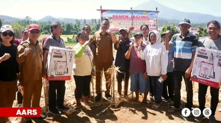 Panen Jagung di Kota Manado