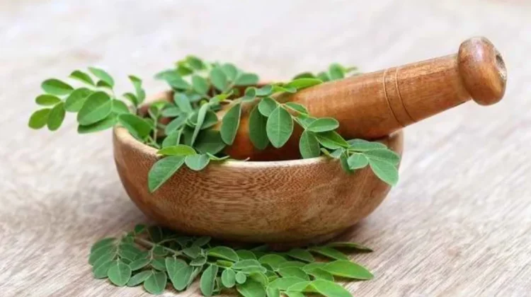 Manfaat Daun Kelor untuk Kesehatan