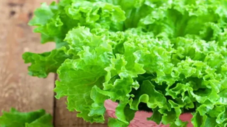 Manfaat Sayur Salada Bagi Kesehatan
