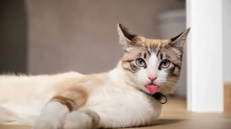 Pernah Melihat Kucing Menjulurkan Lidah? Ini Artinya
