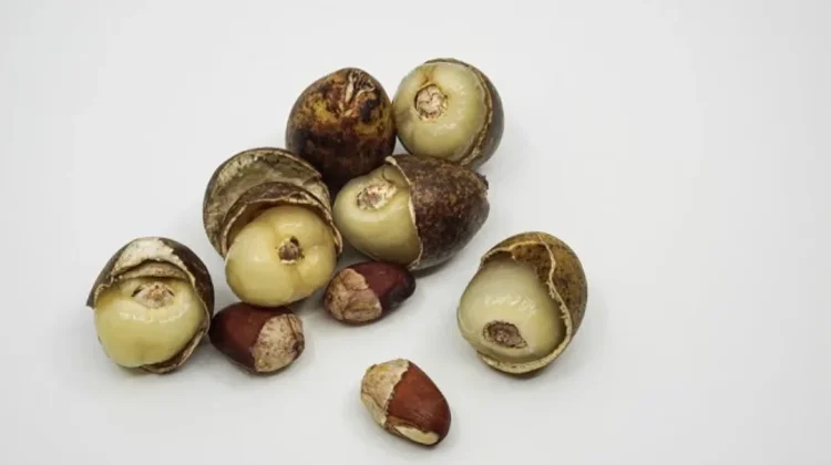 Manfaat Buah Matoa Bagi Kesehatan