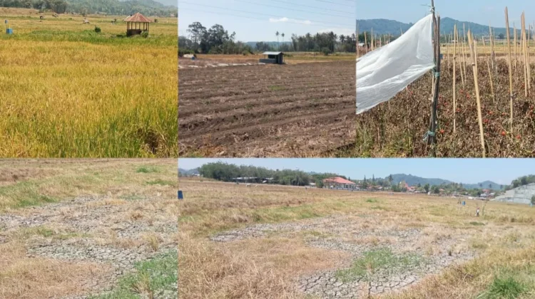 Kemarau Panjang, 513 Hektare Sawah di Tompaso Terdampak Kekeringan