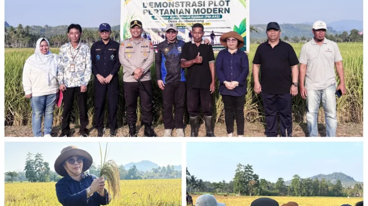 PM-AAS Panen Perdana di Bolmut, Hasil 10,03 Ton/Ha Jadi Bukti Inovasi Pertanian