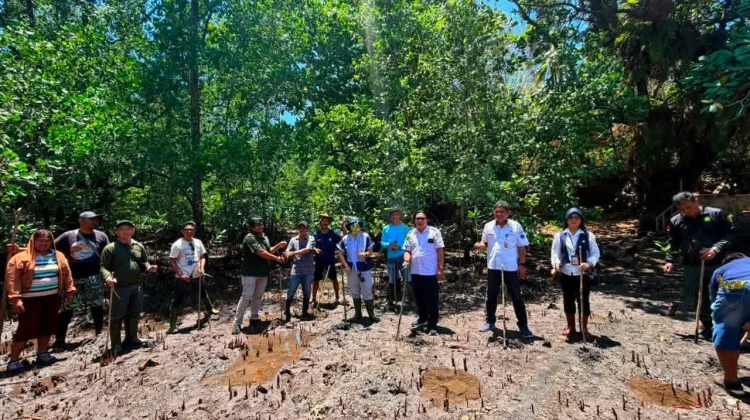 Tanam Mangrove, Pemdes Darunu Tunjang Ekowisata Berkelanjutan