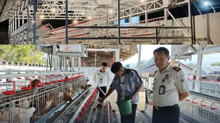 LPKA Tomohon Resmi Mulai Program Budidaya Ayam Petelur Edukatif