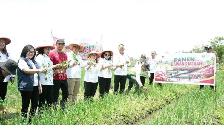 Minahasa Targetkan Jadi Sentra Baru Produksi Bawang Merah