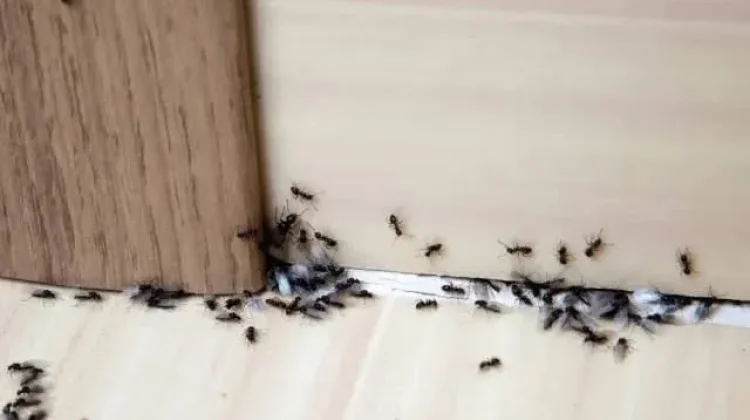 Semut Hitam Banyak di Rumah, Apa Pertandanya?