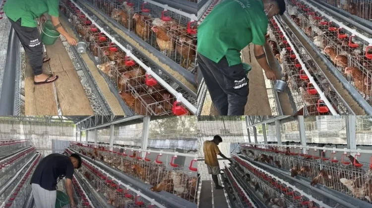 LPKA Tomohon Kembangkan Pembinaan Kemandirian melalui Budidaya Ayam Petelur