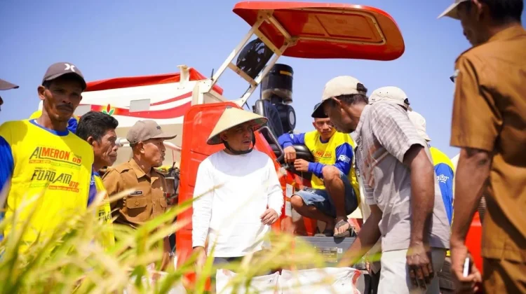 Bupati Yusra Dorong Produksi Padi dan Kesejahteraan Petani