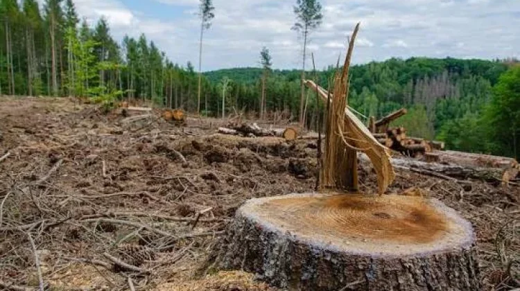 Deforestasi Ancam Keseimbangan Ekosistem dan Kehidupan Manusia
