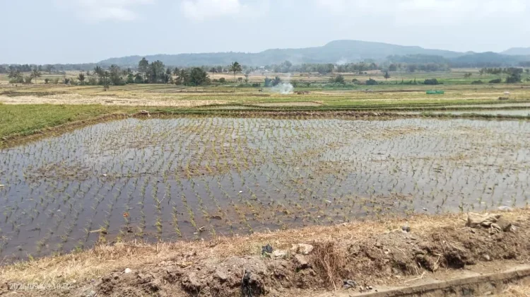 Kemarau Panjang, 20 Hektare Sawah di Tempang Tiga Gagal Panen