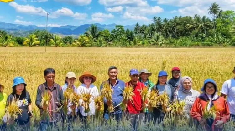 PM-AAS Dongkrak Produktivitas Padi Kotamobagu hingga 12 Ton